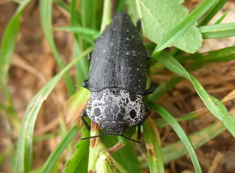 Buprestidae: Capnodis tenebrionis